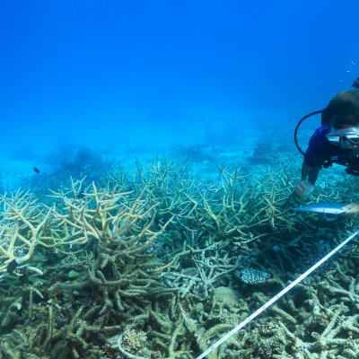 Scientists measure coral mortality following bleaching on the northern Great Barrier Reef. Photo: Tane Sinclair-Taylor.